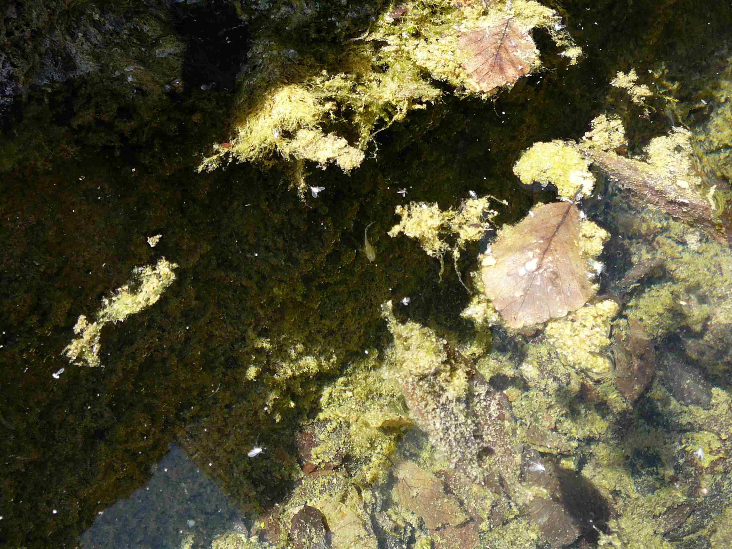 Larva di salamandrina dagli occhiali